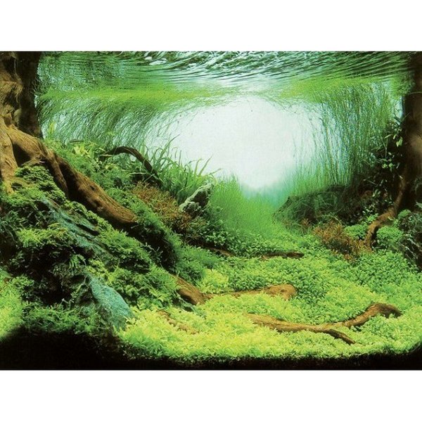 Aqua Nova Fotorückwand Plants / Ocean S Poster Rückwand 60x30cm Deko Aquarium