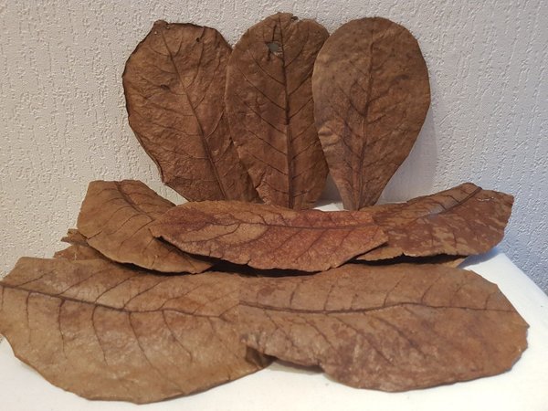 10 Seemandelbaumblätter / Catappa Leaves Laub 15-20cm für Welse, Aquariumfische