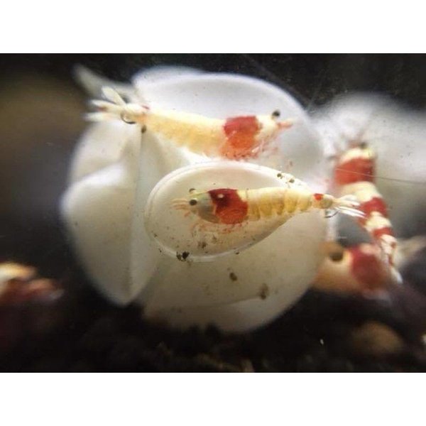 20x Baby Bee Shrimp Shelter grün - Nano Deko Unterschlupf Garnelen Aquarium TOP