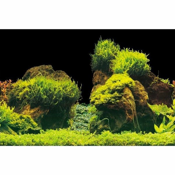 Aqua Nova Fotorückwand Rock / Plants S Poster Rückwand 60x30cm Deko Aquarium